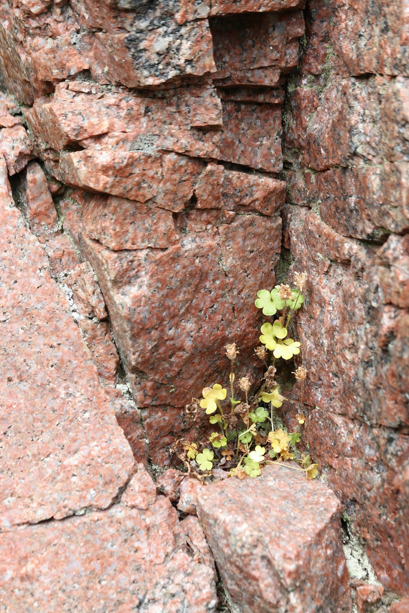 Изображение особи Saxifraga rivularis.