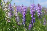 Vicia tenuifolia. Соцветия (справа - нормальное, слева - форма с бледно-розовыми цветками) и части листьев. ДНР, Донецк, балка Бирючья, низовье, левый склон, нарушенная степь. 27.05.2021.