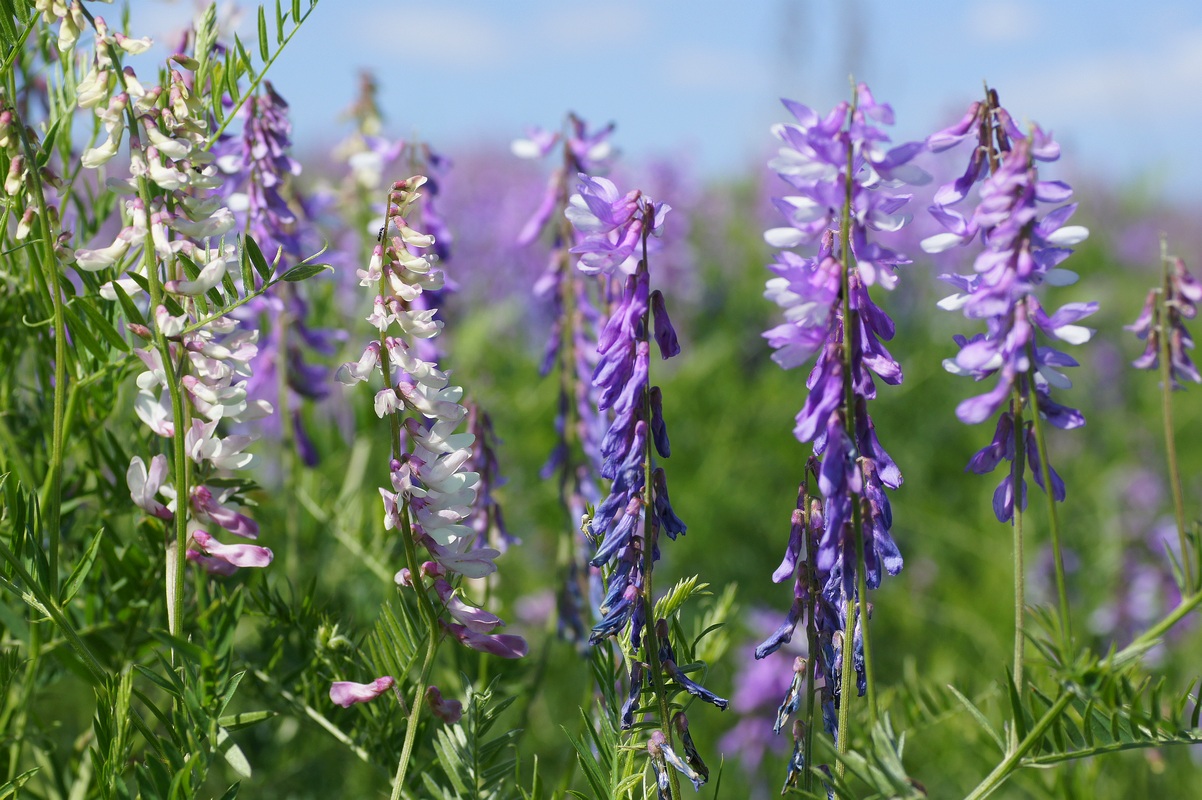 Изображение особи Vicia tenuifolia.