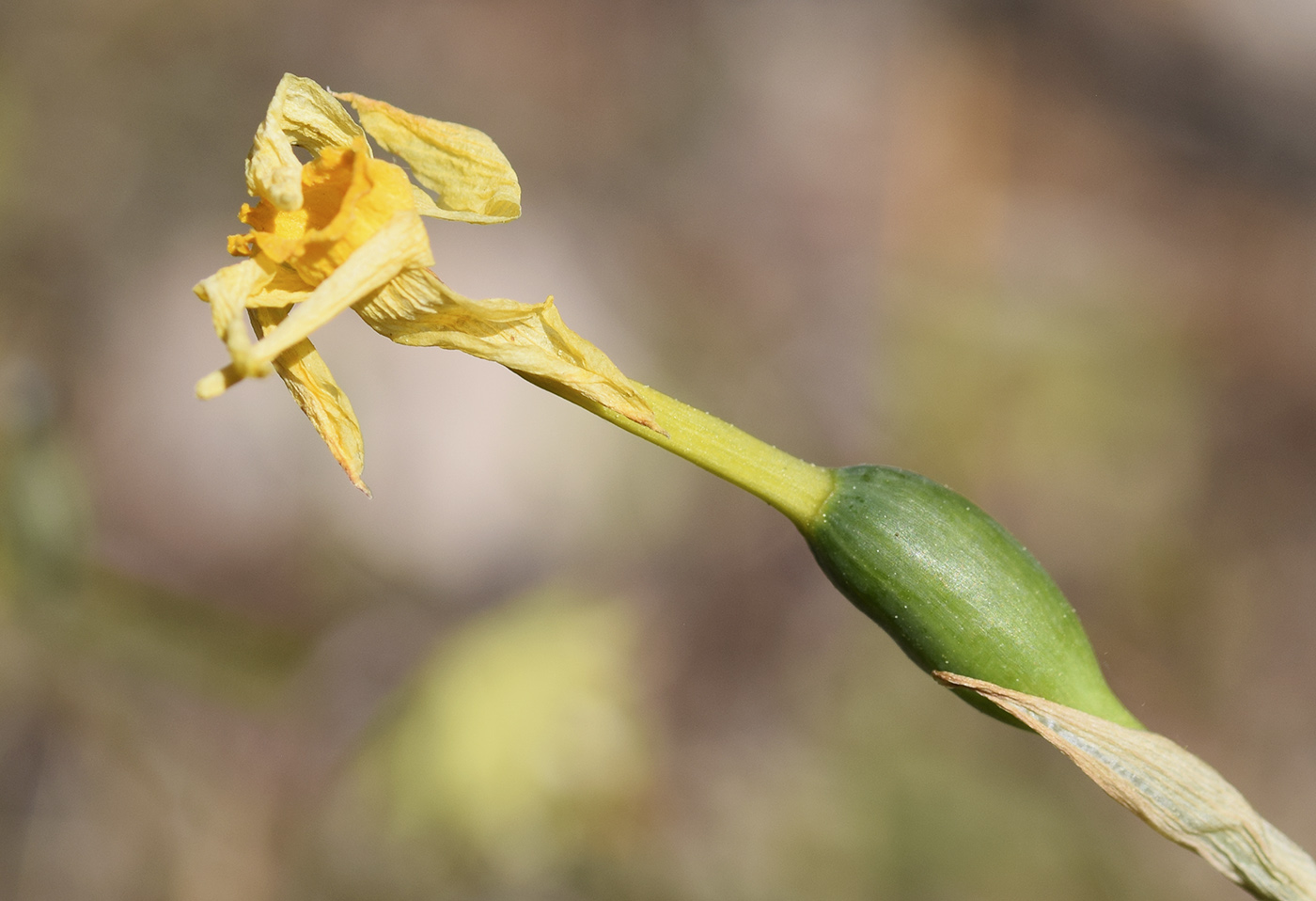 Изображение особи Narcissus assoanus.