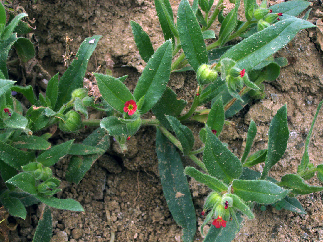 Image of Nonea caspica specimen.