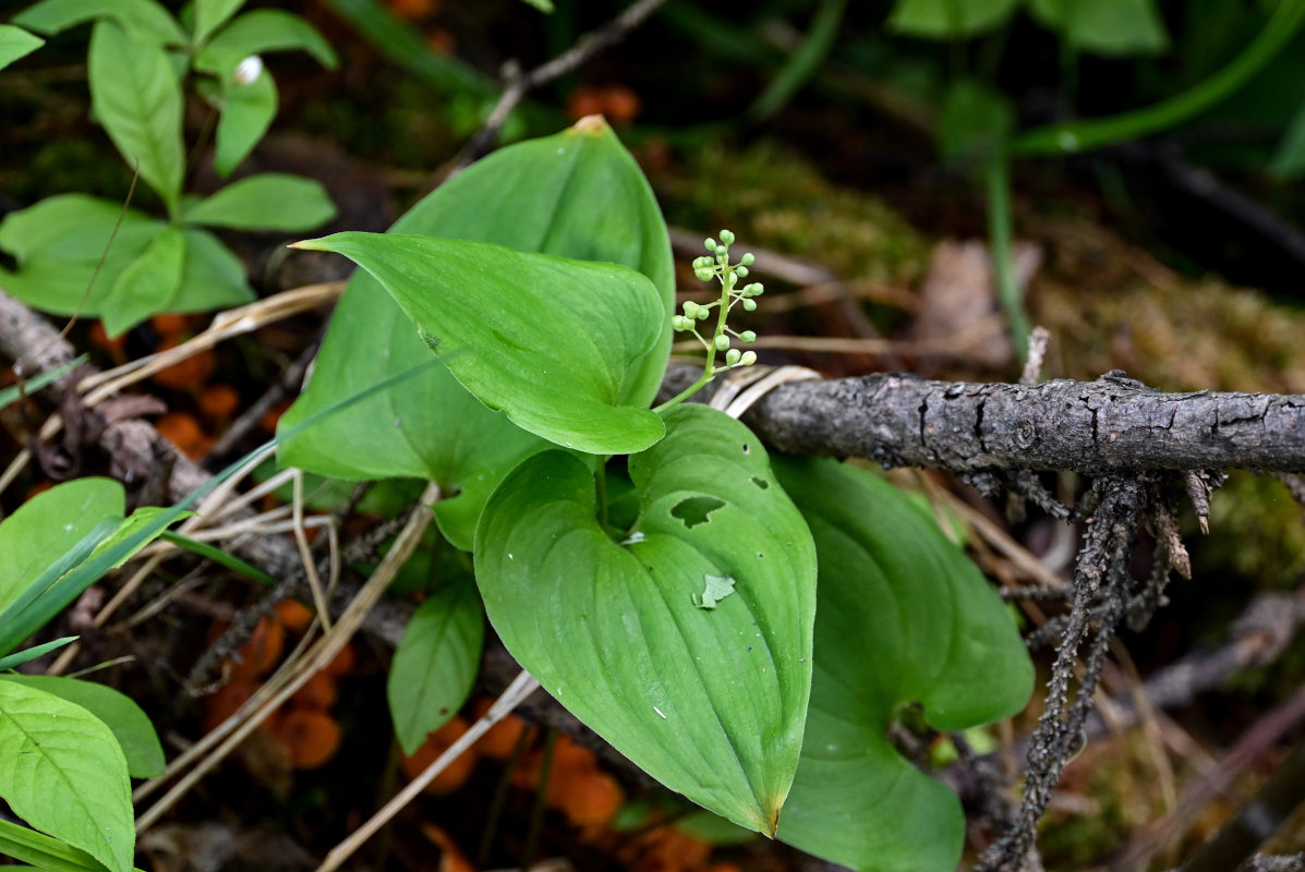 Image of Maianthemum bifolium specimen.