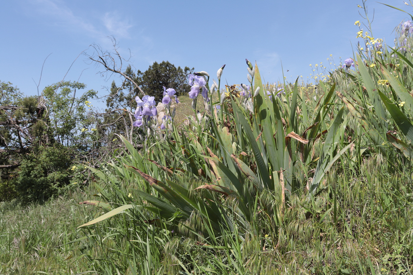 Image of Iris pallida specimen.