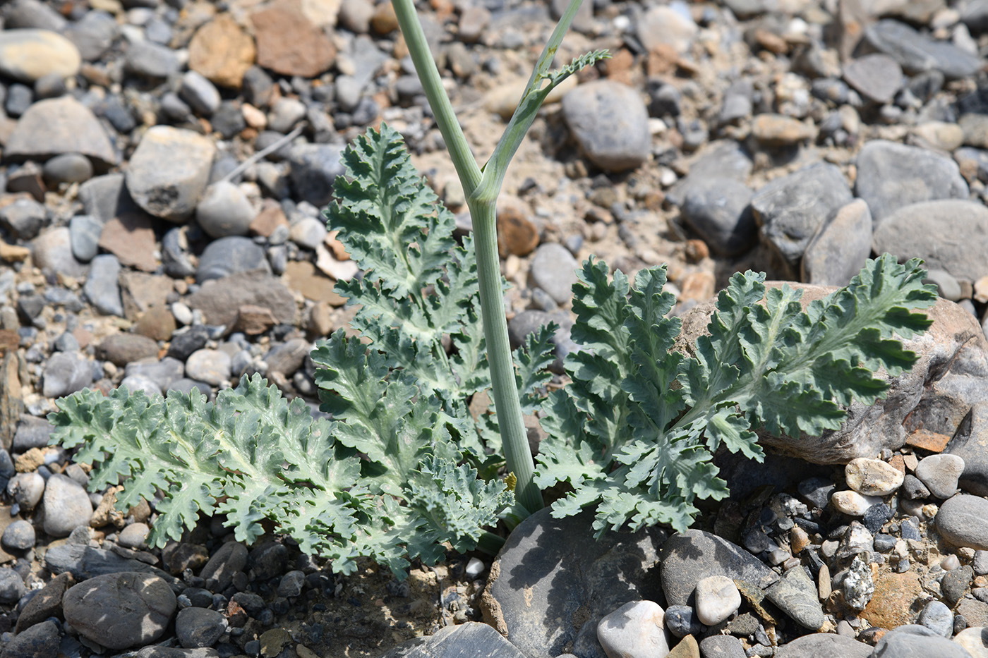 Image of Fergania polyantha specimen.