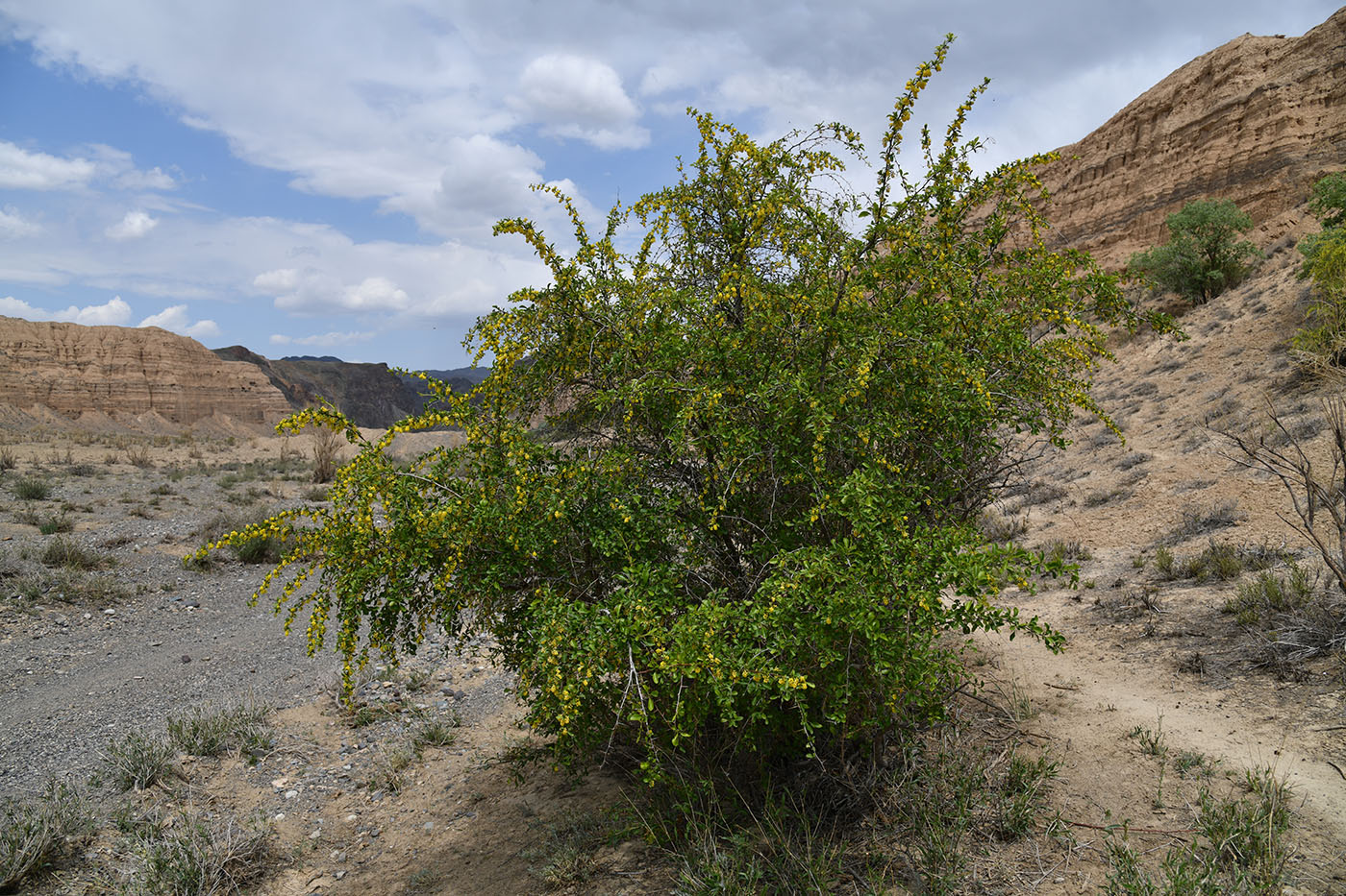 Image of Berberis iliensis specimen.