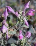 Scutellaria grandiflora. Соцветия. Алтай, щебнистая терраса в верхнем течении р. Катунь. 25.08.2009.