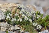 Astragalus alpinus. Цветущее растение. Карачаево-Черкесия, Карачаевский р-н, Большой Кавказ, долина р. Кичкинекол (Узункольский), ≈ 2410 м н.у.м., морена ледника Большой Кичкинекол. 21.07.2023.