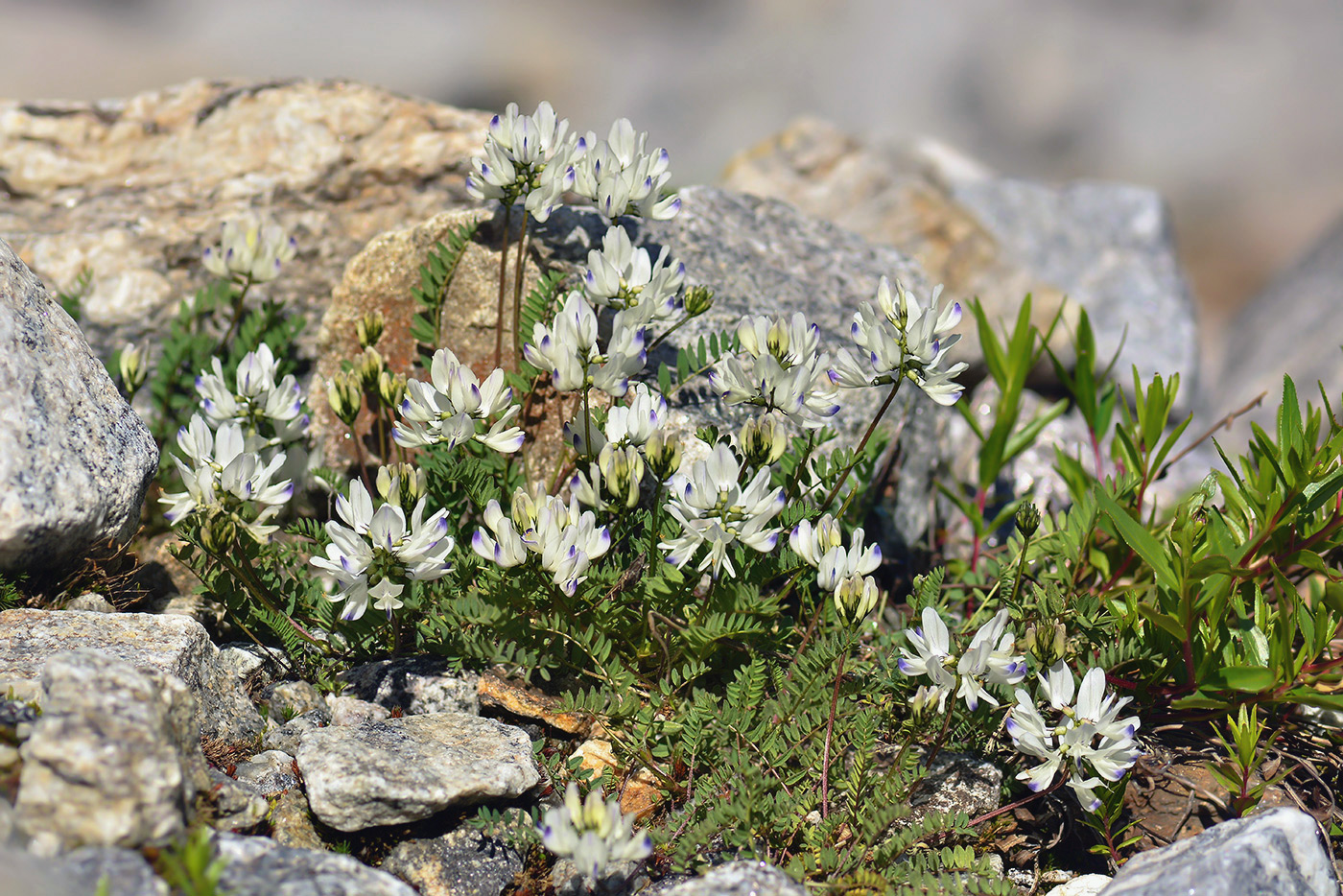 Image of Astragalus alpinus specimen.