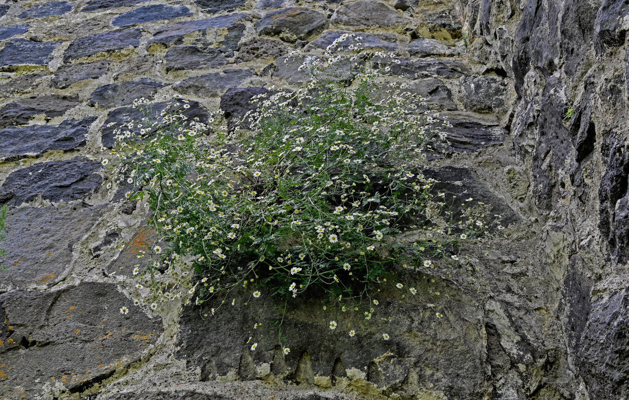 Изображение особи Pyrethrum glanduliferum.