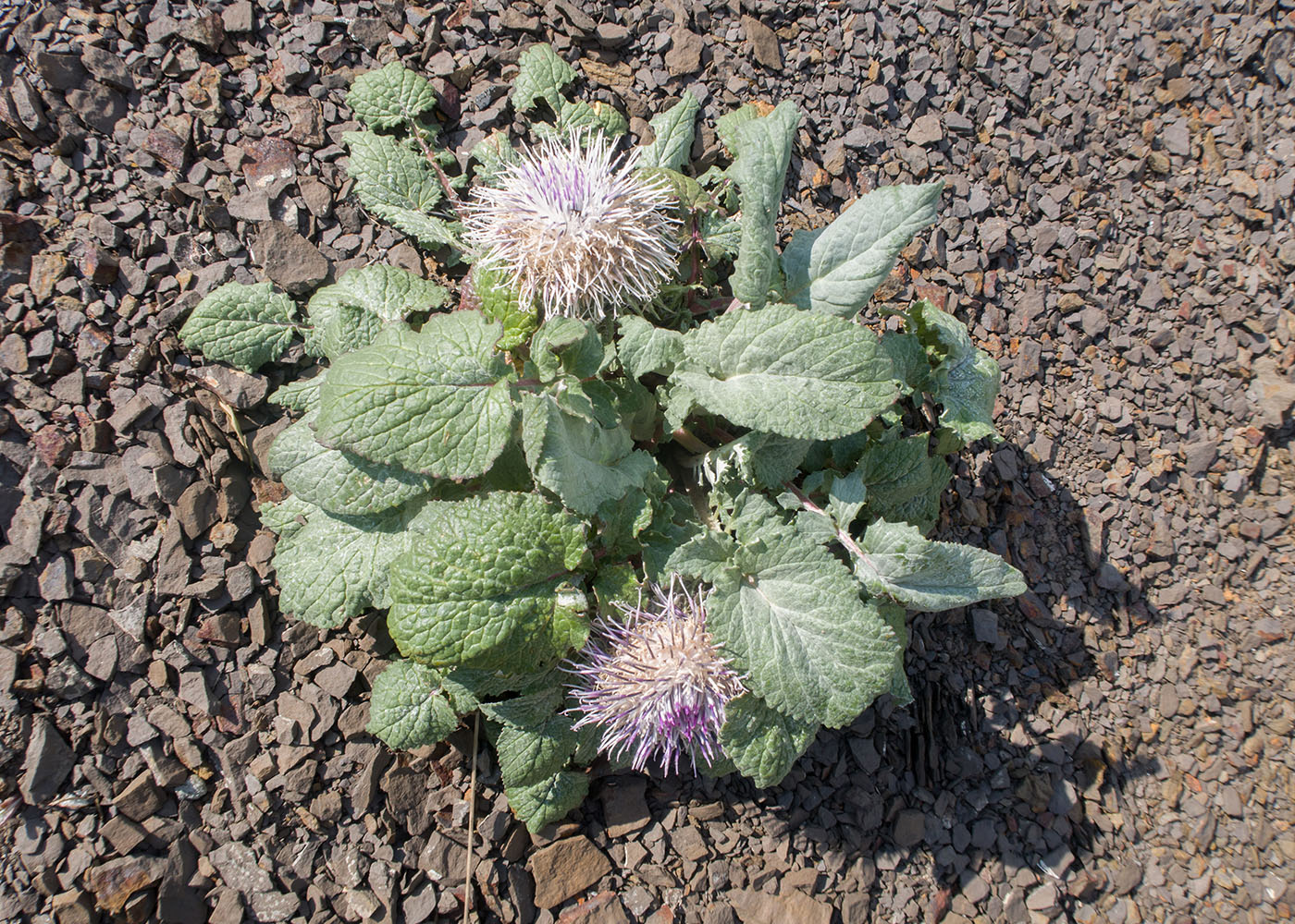 Image of Jurinella moschus specimen.