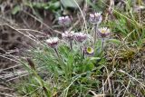 Erigeron lachnocephalus