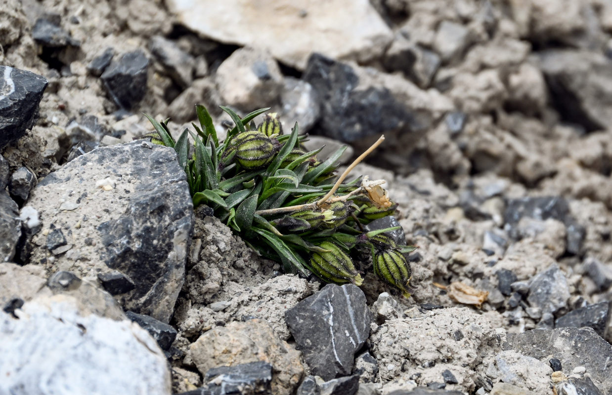 Image of Gastrolychnis gonosperma specimen.