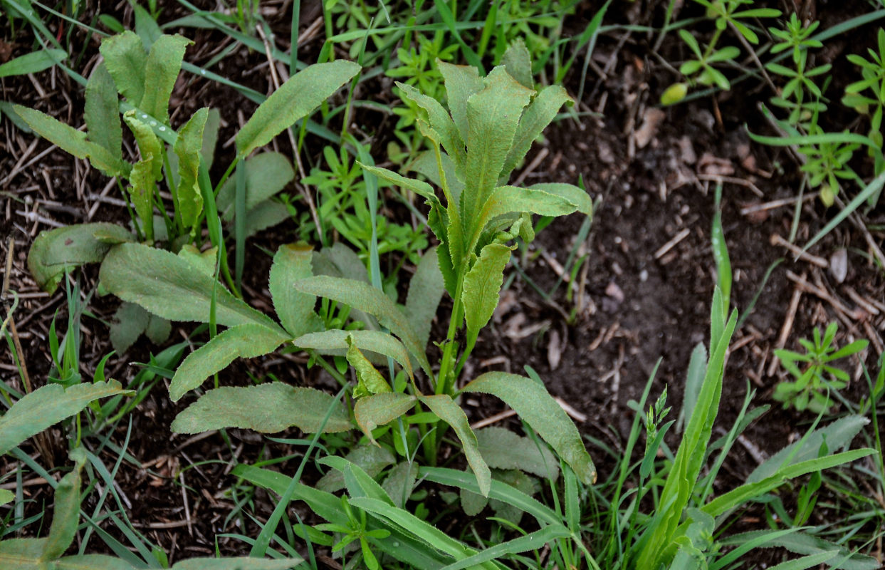 Изображение особи Falcaria vulgaris.