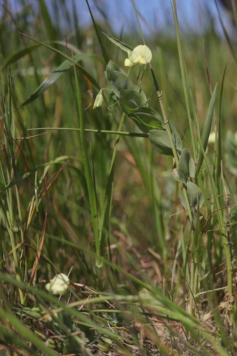 Image of Lathyrus aphaca specimen.