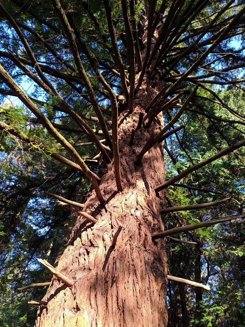 Изображение особи Sequoia sempervirens.