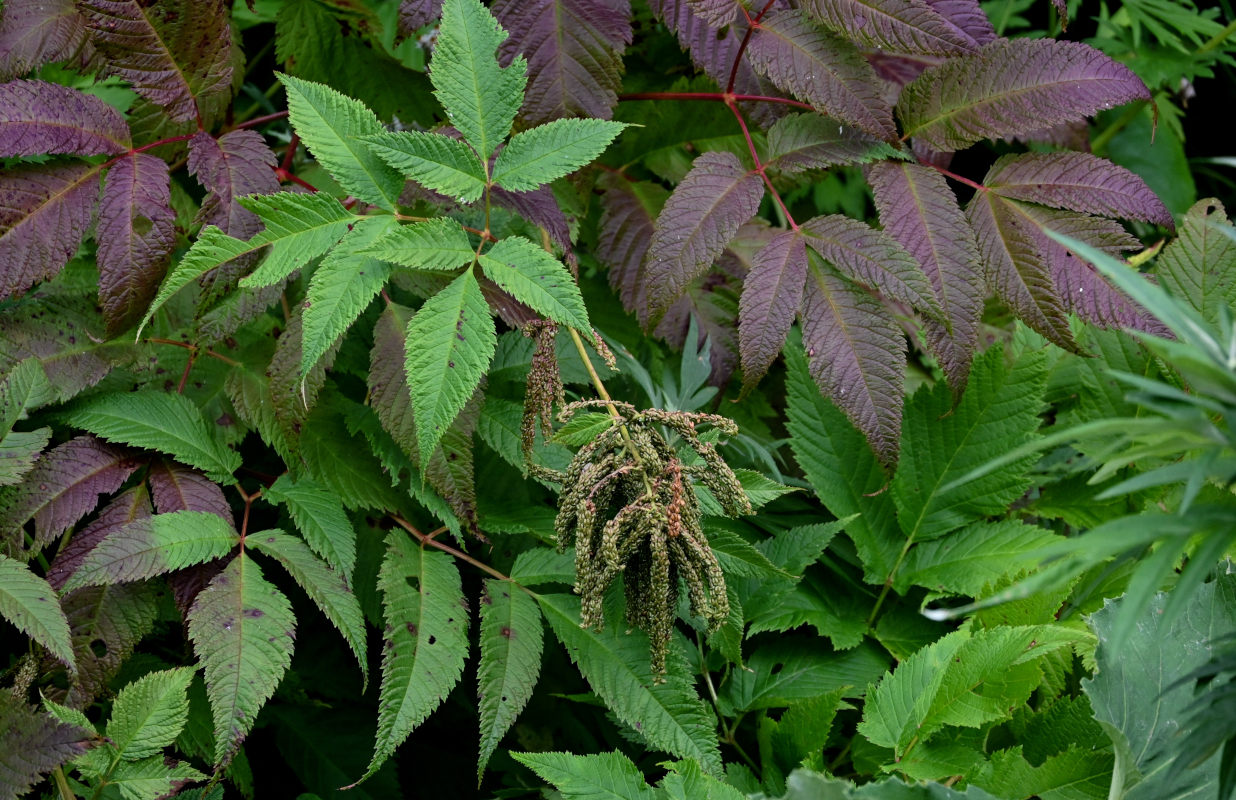 Изображение особи Aruncus dioicus.