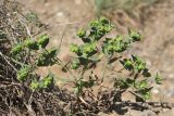 Euphorbia taurinensis. Цветущие растения. Крым, Севастополь, окр. Балаклавы, приморский склон. 07.05.2024.