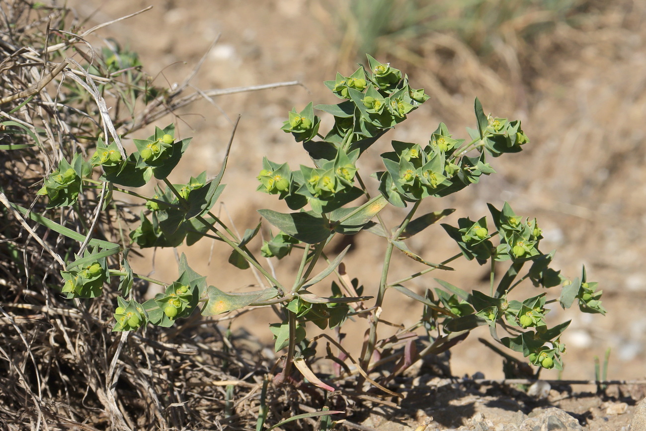 Изображение особи Euphorbia taurinensis.