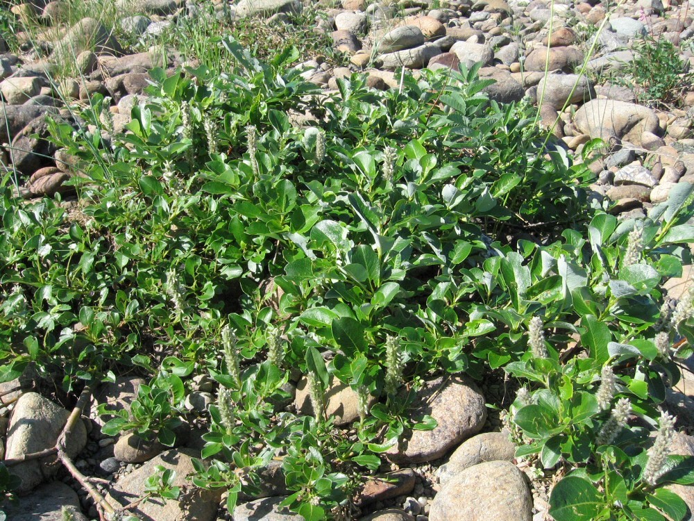 Image of Salix arctica specimen.