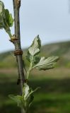 Populus alba