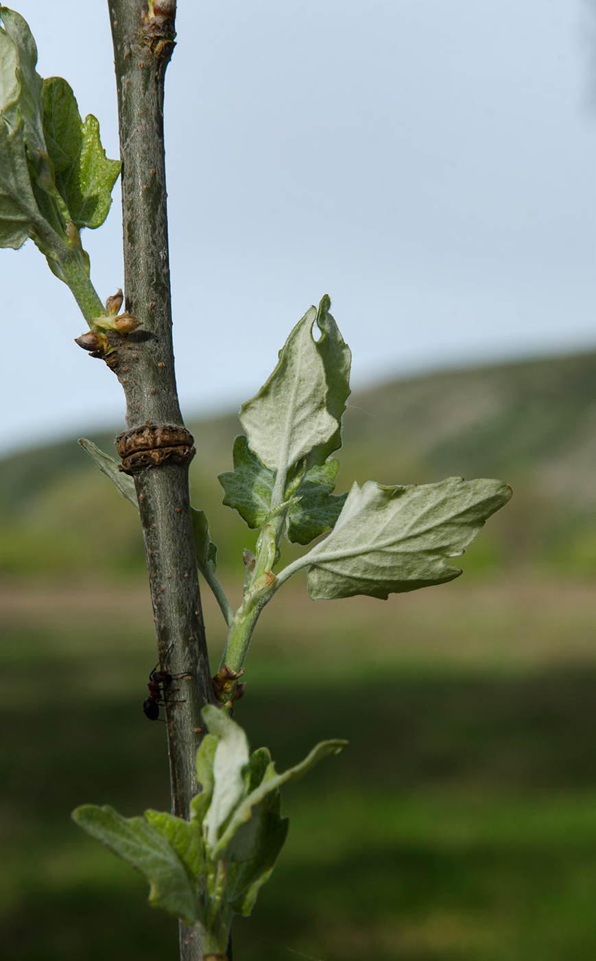 Изображение особи Populus alba.