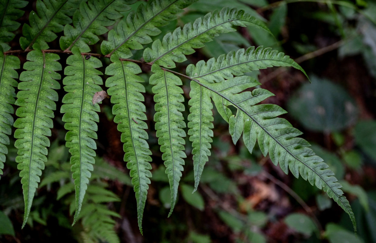 Image of Woodwardia japonica specimen.