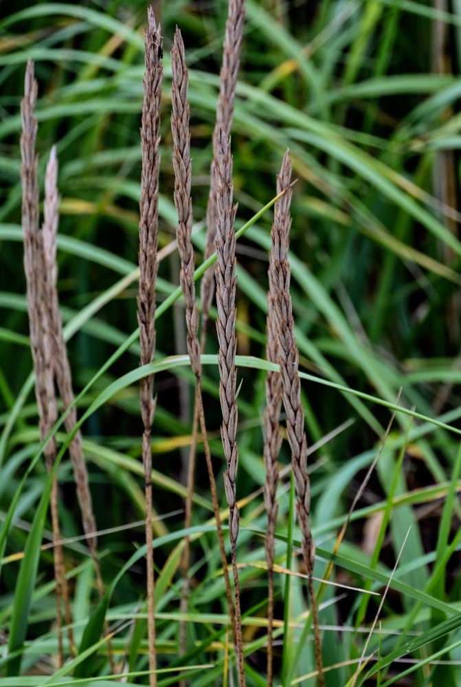 Image of Leymus mollis specimen.