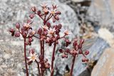 Rosularia alpestris. Верхушка растения с цветками и бутонами. Таджикистан, Горно-Бадахшанская автономная обл., Рушанский р-н, хр. Северо-Аличурский, Ирхтские горы, Сарезское оз., Ирхтский залив, дол. р. Лянгар, каменистая надпойменная терраса. 27 июня 2024 г.