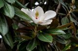 Magnolia grandiflora. Верхушка ветви с цветком. Китай, провинция Шэньси, г. Сиань, в культуре. 10.06.2024.