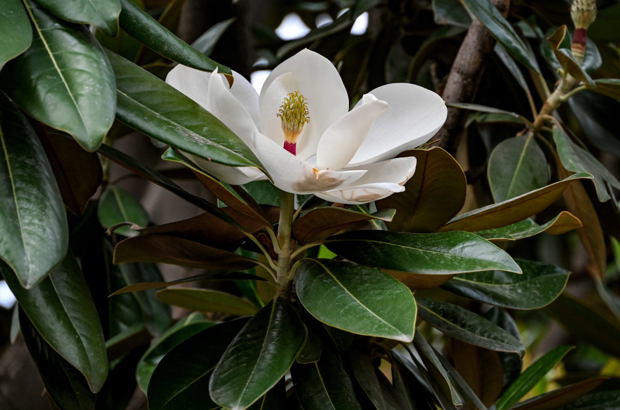 Image of Magnolia grandiflora specimen.