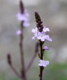 Verbena officinalis. Соцветие. Краснодарский край, м/о Анапа, окр. пос. Куматырь, дол. р. Куматырь, средний пруд, низкий каменистый правый берег. 18.06.2021.