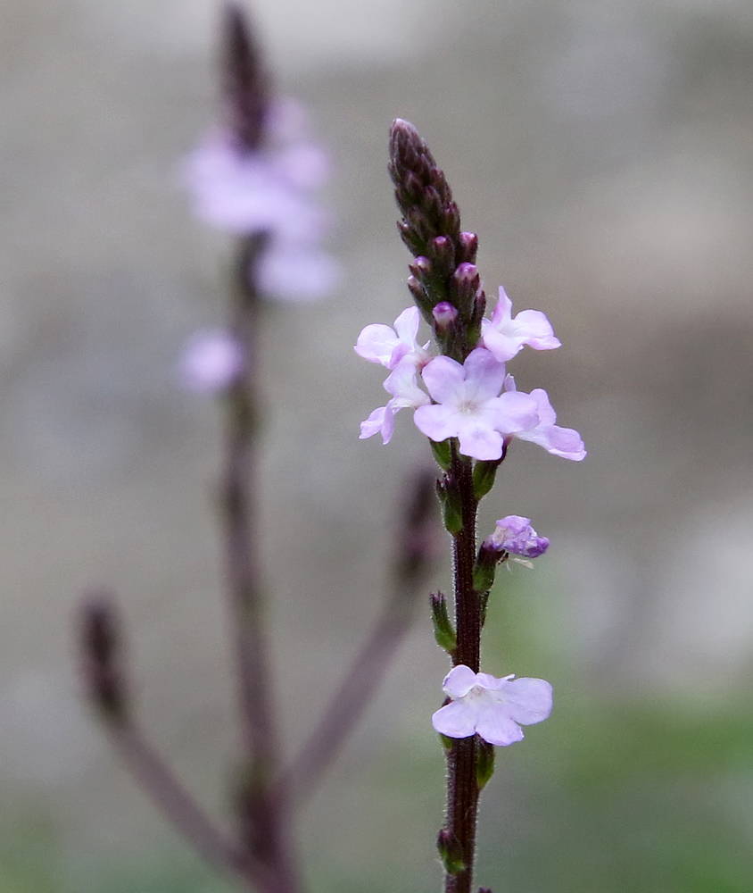 Изображение особи Verbena officinalis.