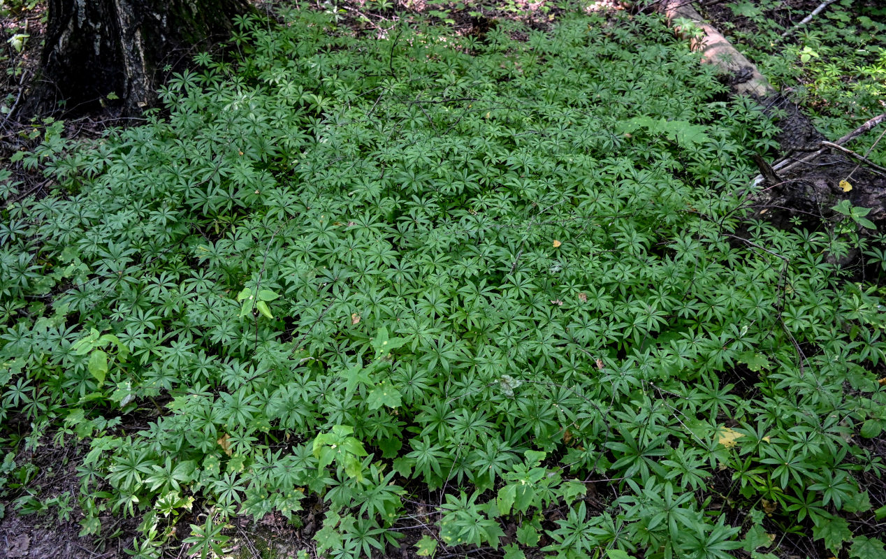 Image of Galium odoratum specimen.