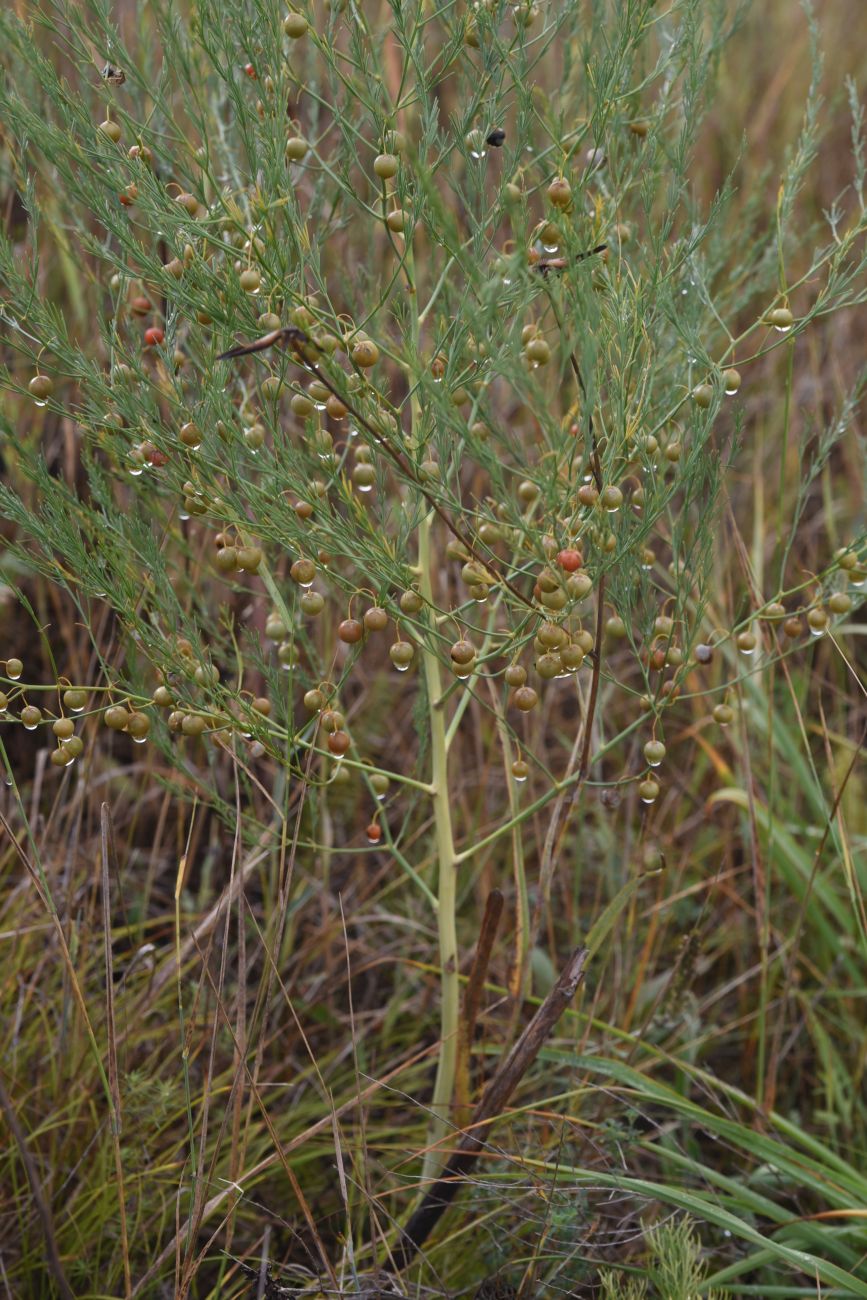 Image of Asparagus officinalis specimen.