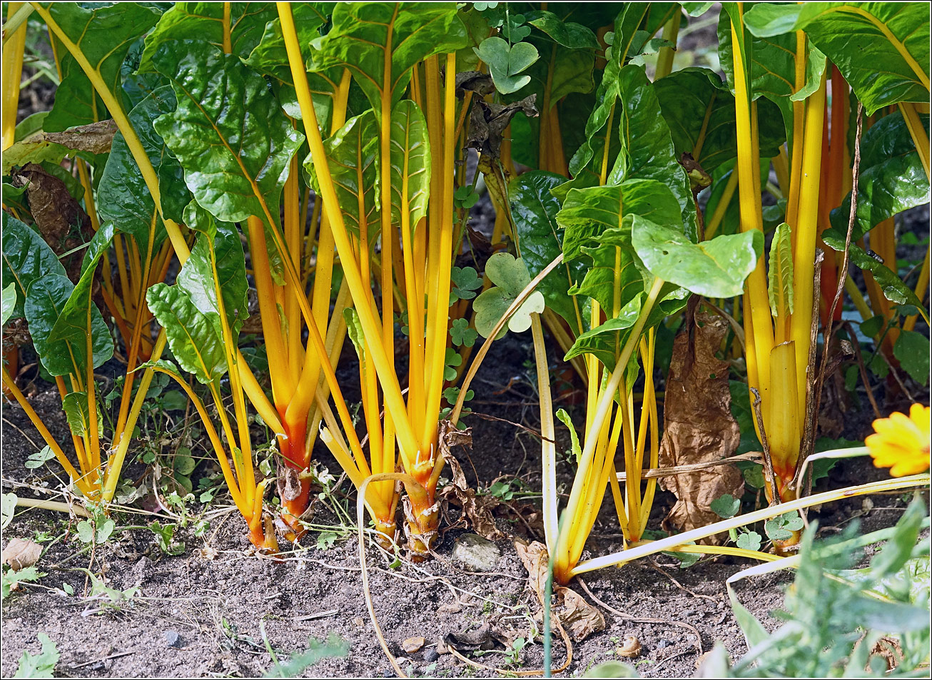 Image of Beta vulgaris specimen.