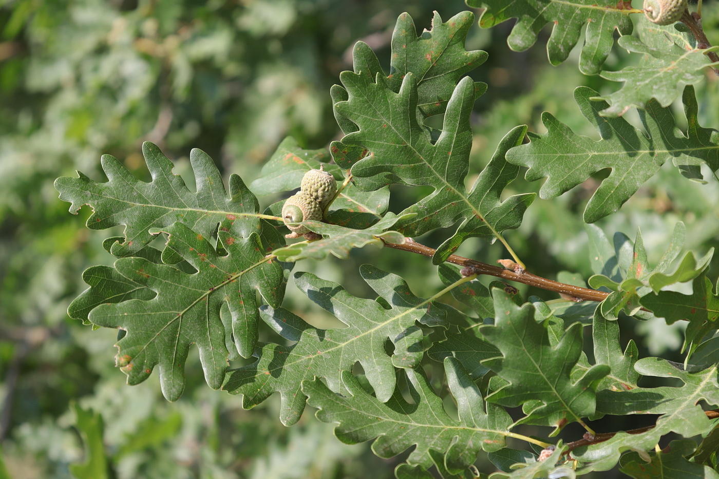 Изображение особи Quercus dalechampii.