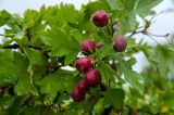 genus Crataegus. Соплодия и листья в дождевых каплях. Самарская обл., Ставропольский р-н, сельское поселение Севрюкаево, окр. с. Мордово, высокий берег протоки Кольцовская Воложка, луг. 7 сентября 2023 г.