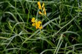 Lathyrus pratensis