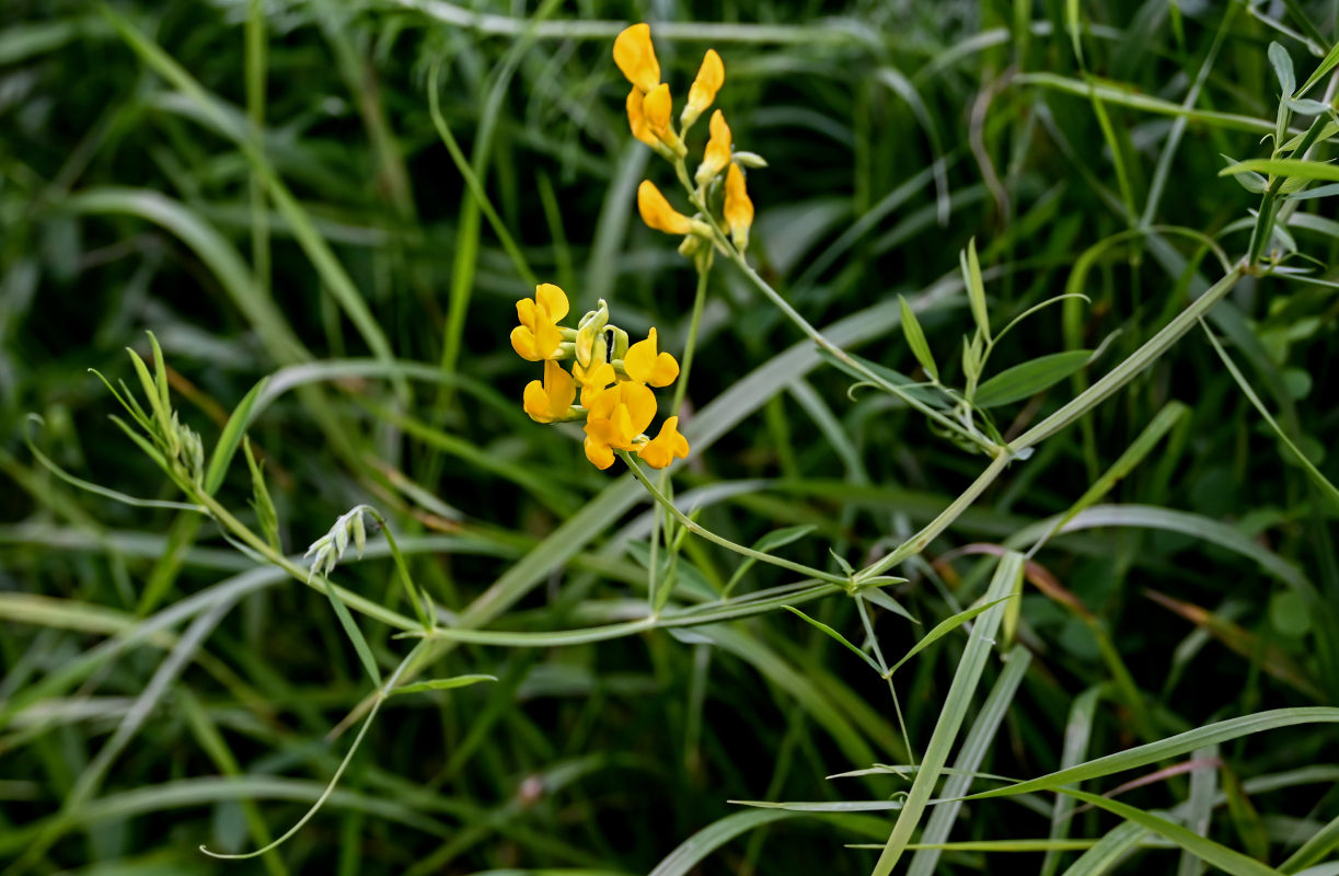 Изображение особи Lathyrus pratensis.