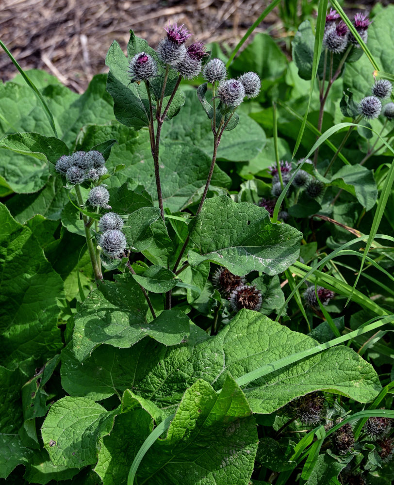 Изображение особи Arctium tomentosum.