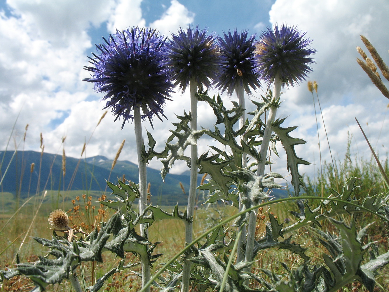 Image of Echinops ruthenicus specimen.