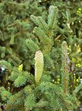 genus Picea. Верхушка ветки с незрелой шишкой. Испания, г. Мадрид, парк \"Campo del Moro\". Сентябрь.