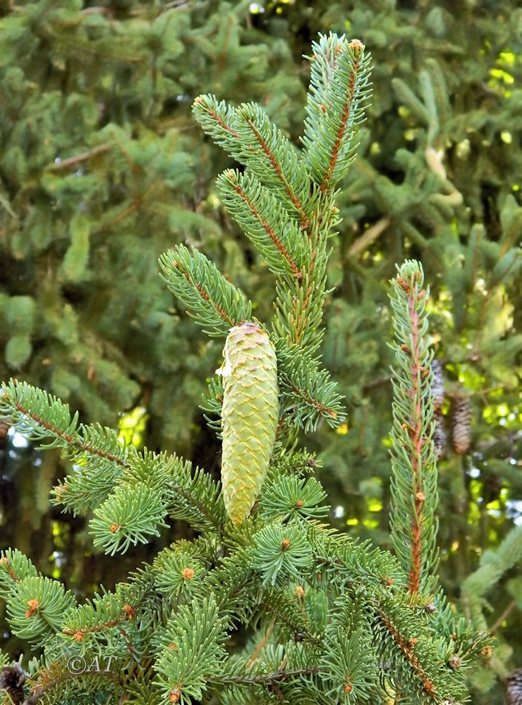 Image of genus Picea specimen.