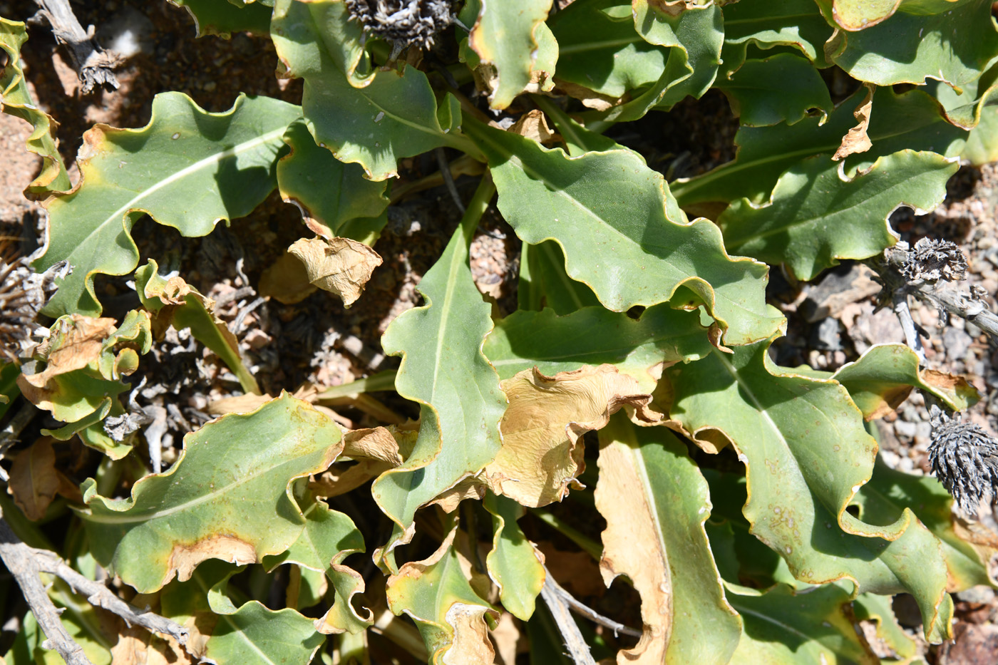 Image of Jurinea robusta specimen.