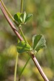 Medicago lupulina. Часть побега. Ленинградская обл., Волосовский р-н, окр. дер. Донцо, замшелый суходольный злаково-разнотравный луг на карбонатной почве. 22.06.2024.