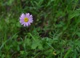 Pyrethrum coccineum. Соцветие. Чечня, Шаройский р-н, с. Хакмадой, выс. 1580 м н.у.м., луг. 30 июня 2024 г.