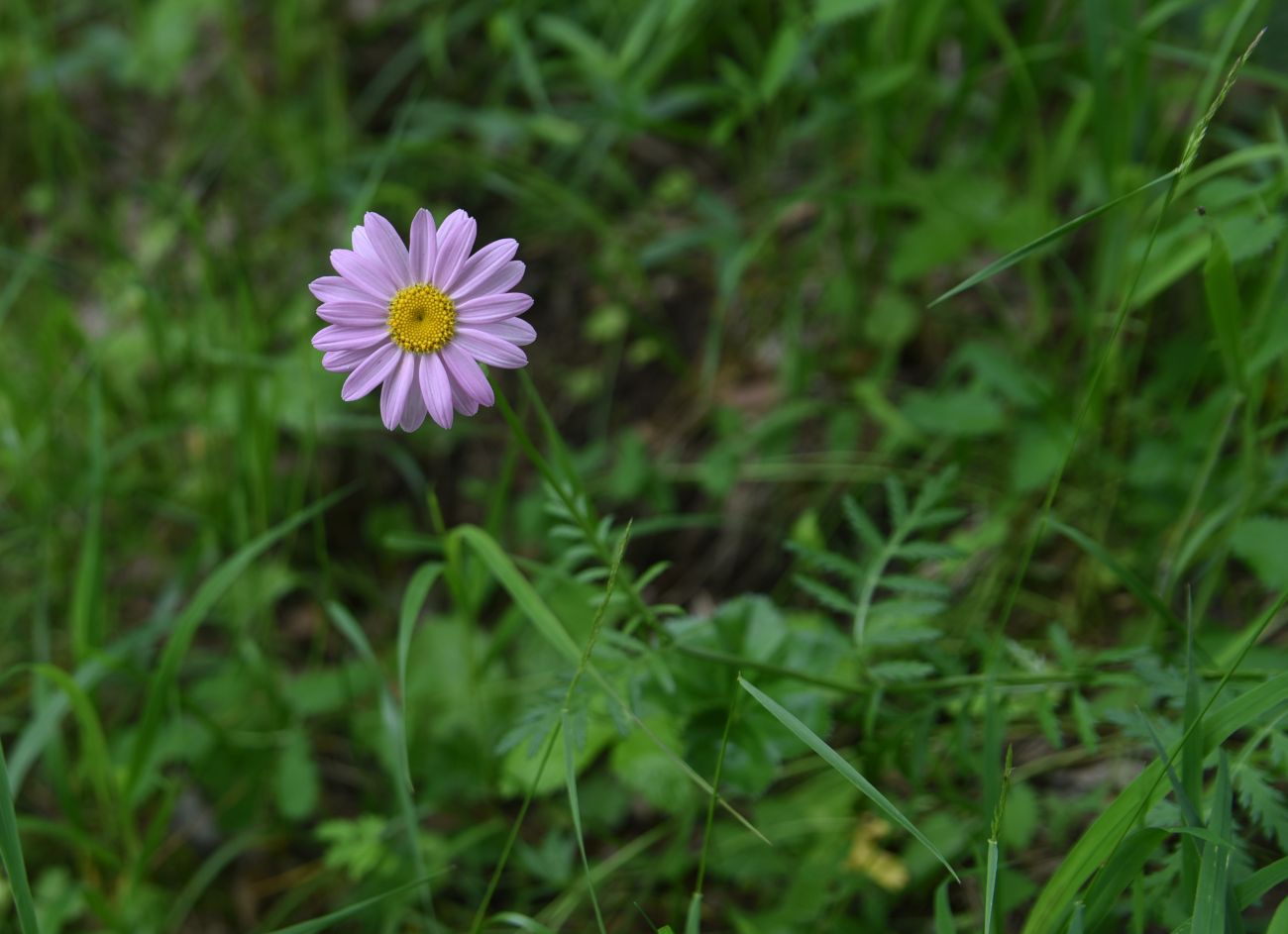 Image of Pyrethrum coccineum specimen.