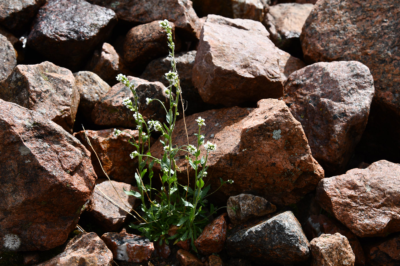 Image of Draba cana specimen.