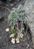 Papaver alboroseum