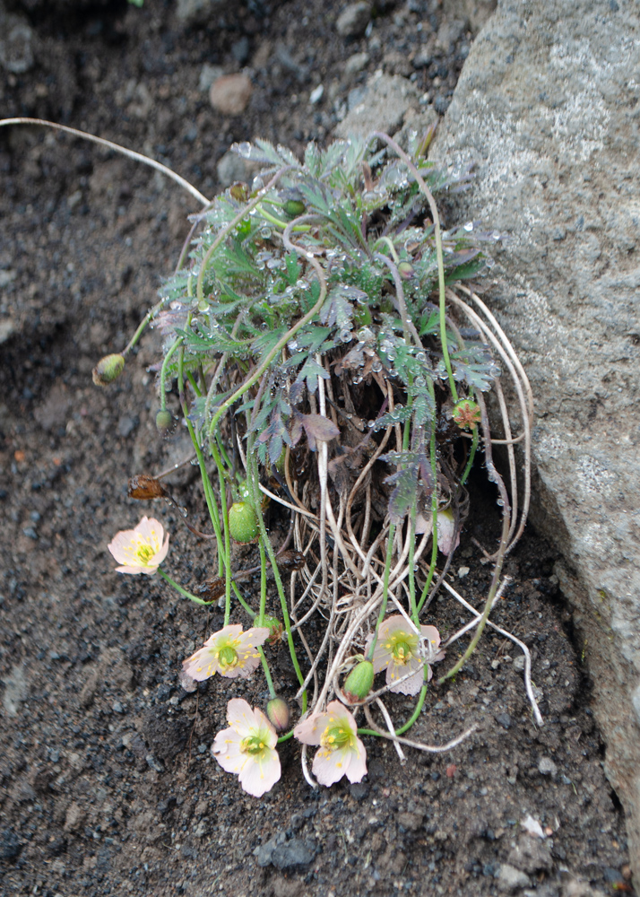 Изображение особи Papaver alboroseum.